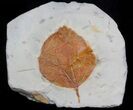 Fossil Leaf (Zizyphoides flabellum) - Montana #37204-1